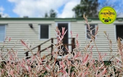 Warum ist der Campingplatz „Am Krähenberg“ die erste Wahl für Camping im Naturpark Harz?