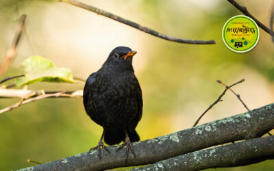 Tourismus Empfehlung: „Der frühe Vogel kann mich mal“ Referenten Lars Cohrs