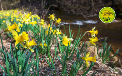 Frühlingszeit in Wolfshagen im Harz – Eine wundervolle Wanderszeit 🌼🚶‍♂️