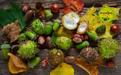 🌰 Herbstzauber im Harz – Waldfrüchte, Wunder & warme Herzen