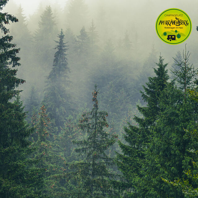 🌫️🌲 Ein magischer Moment im Harz 🌲🌫️

Es gibt nichts Schöneres, als den Augenblick, wenn der Nebel durch die Baumwipfel zieht und der Harz seine mystische Seite zeigt. ✨ Erlebt diese besondere Stimmung und teilt eure liebsten Erinnerungen mit uns! 📸💚

Postet eure Fotos von Wolfshagen und zeigt uns euren ganz persönlichen Lieblingsmoment. Wir freuen uns auf eure magischen Aufnahmen! 📷🍂

#HarzMagie #Lieblingsmoment #NebelImHarz #WolfshagenErleben #Herbstzauber #KrähenbergErinnerungen #NaturPur